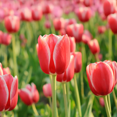 red white tulips